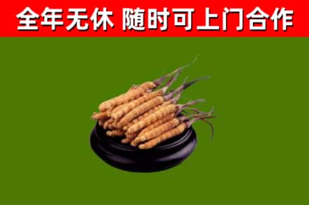 罗田烟酒回收冬虫夏草.jpg